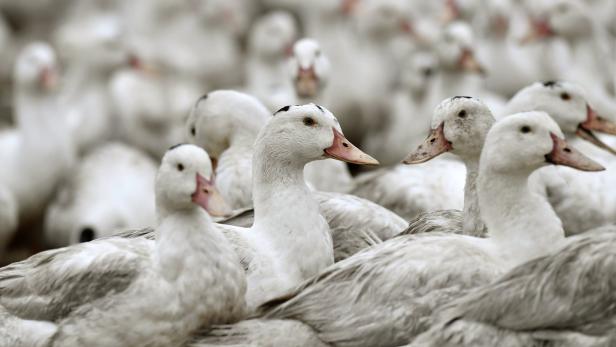 FILES-FRANCE-AGRICULTURE-AVIAN-FLU-DUCK