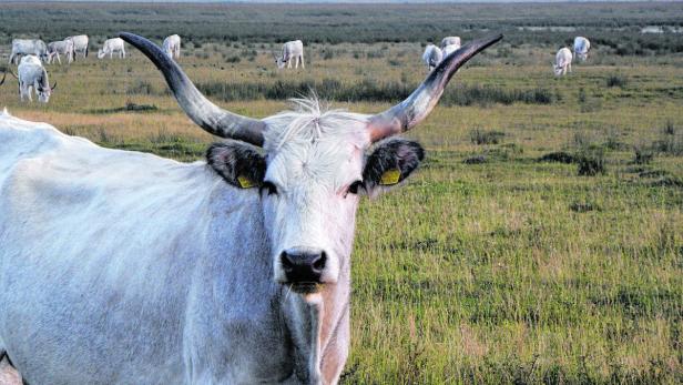 Ungarische Steppenrinder im Nationalpark