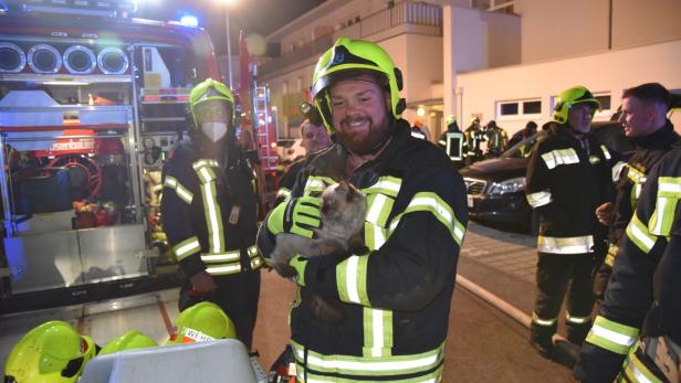 Feuerwehr rettete Katzen bei Wohnungsbrand