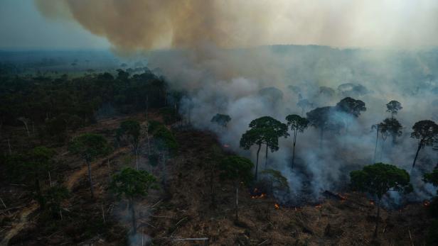 Amazonas-Abholzung bedroht Lebensgrundlage indigener Völker