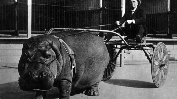 Ein Mann in Anzug und Hut fährt einen von einem Nilpferd gezogenen Wagen.
