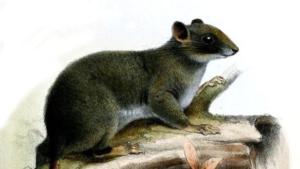 Dornschwanzbilch, Zenkerella insignis honorarfrei … Fotos von gibt es keine, aber diese Illustration aus 1898