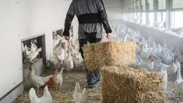 Die Stallungen werden immer tierfreundlicher. Hier ein „Wintergarten“ für die Hennen