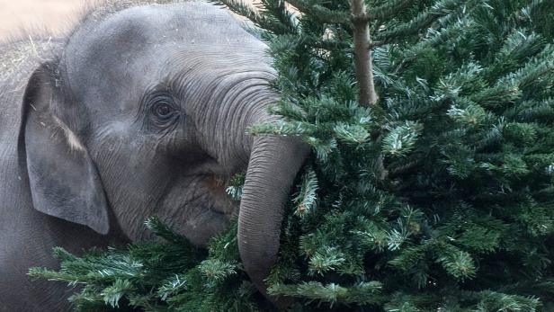 Ein Elefant frisst an einem grünen Nadelbaum.