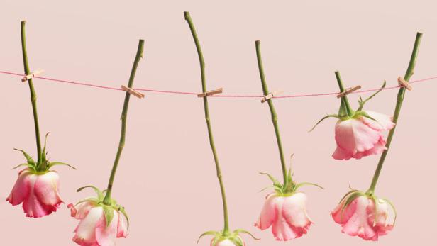 Welke rosa Rosen hängen an einer Wäscheleine vor einem rosa Hintergrund.