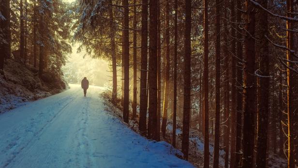 Lust auf Österreich_Winterwandern_Wald