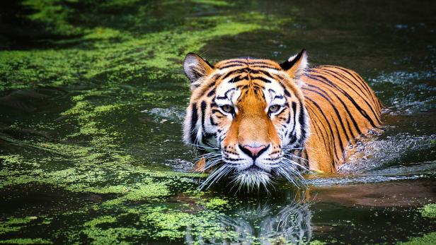 Nepal hat seine Tigerpopulation fast verdreifacht