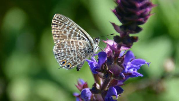 Seltener Schmetterling erstmals im Burgenland gesichtet