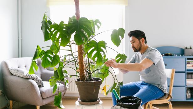 Diese Pflanzen stellen wir nach dem Monstera-Hype in unsere Zimmer