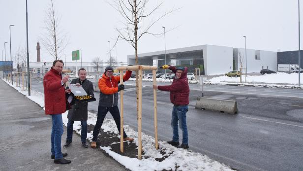 St. Pöltens Bestand an Straßenbäumen ist 2021 gestiegen