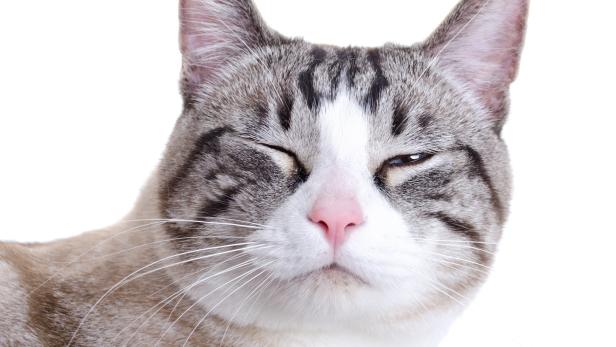 Eine getigerte Katze blinzelt in die Kamera.