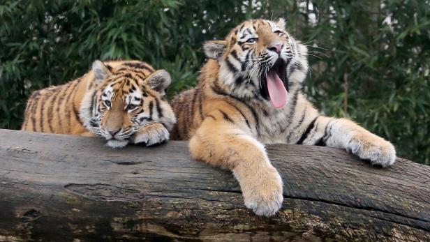 Mondjahr des Tigers: Rettungsplan für bedrohte Spezies gefordert