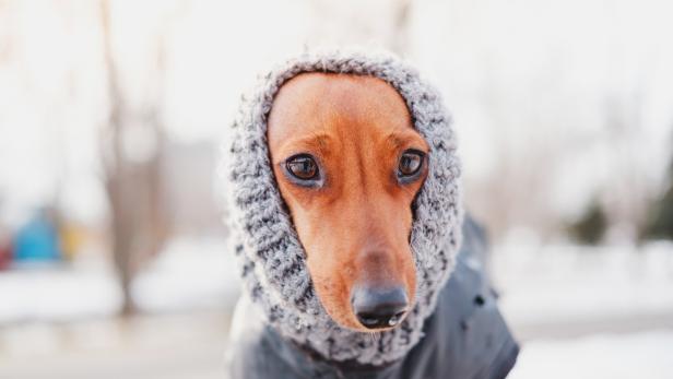Tiercoach: Wann Hunde einen Mantel brauchen