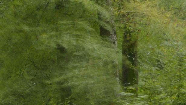 Ein Wald mit viel Grün und moosbedeckten Baumstämmen im Vordergrund.