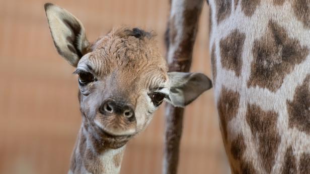 Zoo-Nachwuchs 2021: Ein Babyalbum aus Österreichs Tiergärten