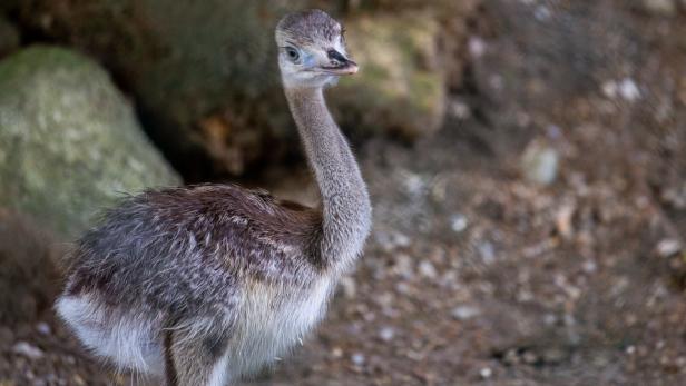 Die Tiere sind bis zu 60 km/h schnell (Archivbild).