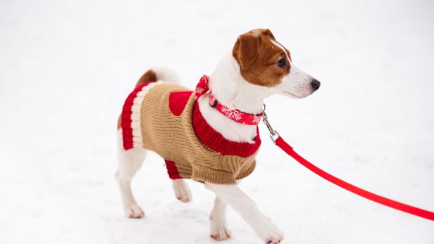 Ein Jack Russell Terrier mit Pullover und roter Leine im Schnee.