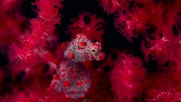 Ein Zwergseepferdchen versteckt sich zwischen roter Koralle.