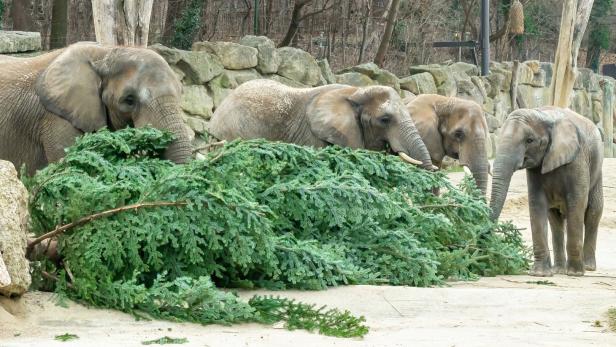 Schönbrunner Elefanten knabbern an Weihnachtsbaum