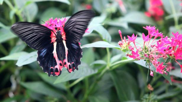 Laut Leiter Friedrich Schwarz soll heuer auch die Schau tropischer Schmetterlinge wieder stattfinden können