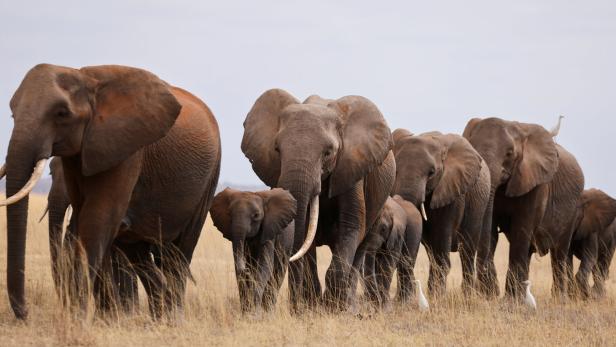 Elefantenherde im Amboseli National Park in Kenia