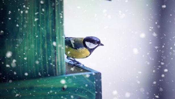 Welche Wildvögel sich im Winter blicken lassen und welche Schutz brauchen