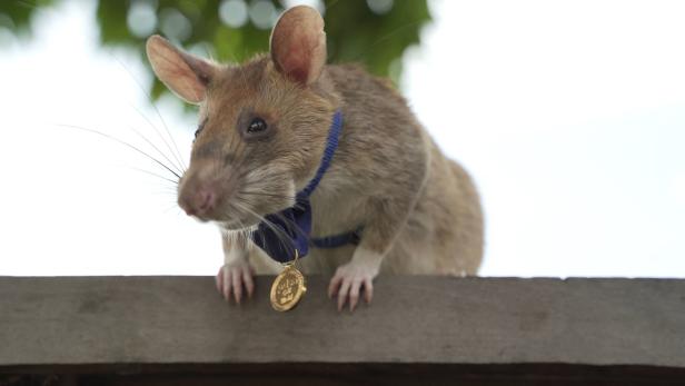 Magawa hatte 2020 als erste Ratte überhaupt den höchsten britischen Tierorden erhalten.