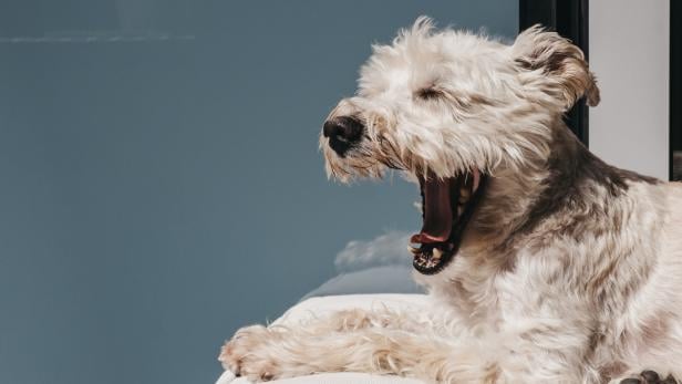 Ein weißer Hund liegt auf einem Kissen und gähnt.