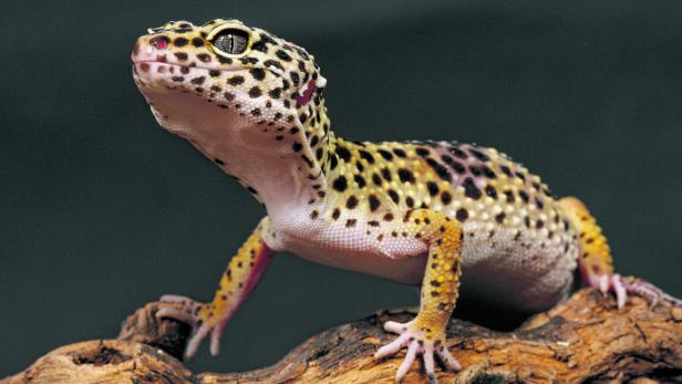 Leopardgeckos sind beliebte Haustiere. Sie sind eine von ca. 700 beschriebenen Arten weltweit.