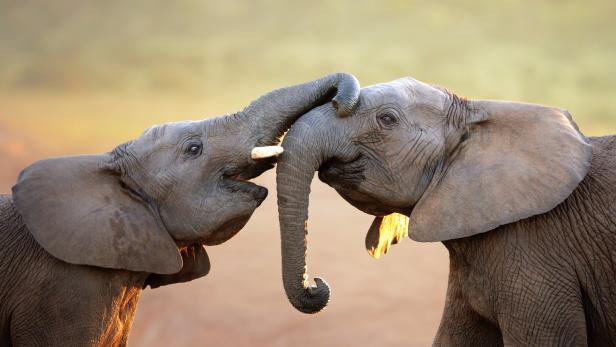Elephants touching each other gently (greeting)