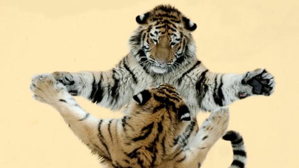 Tanzende Tiger-Mädchen, um 2009 von Jutta Kirchner aufgenommen.
