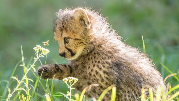 Ein Gepardenjunges spielt im Gras mit einer kleinen Biene.