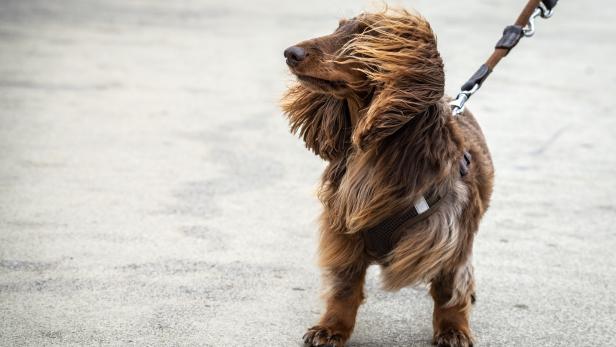 Dackel Herbert im Wind