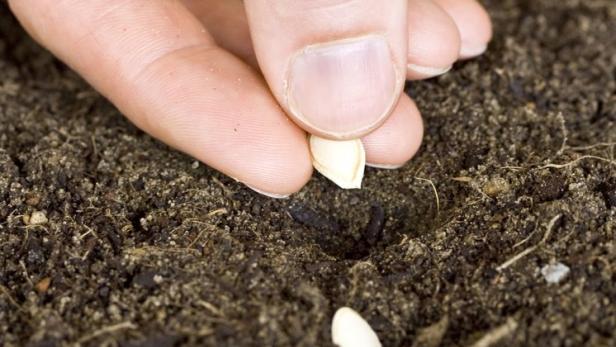 Gartenarbeit im Jänner - was man jetzt schon säen sollte