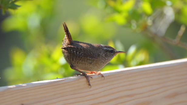Ein Zaunkönig sitzt auf einem Holzzaun.