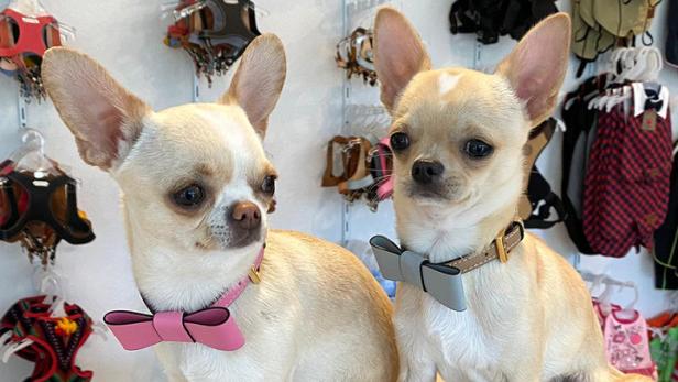 Zwei Chihuahuas mit Fliege und passender Handtasche posieren vor einer Wand mit Hundeaccessoires.