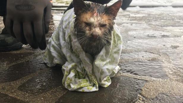 Tierischer Einsatz in NÖ: Katze steckte in Abflussrohr fest