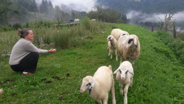 Seit 8. Dezember erhalten Isa Priebernigs Schafe unbelastetes Futter, die HCB-Werte sind für sie und ihre kontaminierte Familie dennoch zu hoch