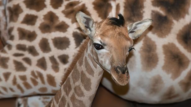 Zoo Schmiding in Oberösterreich: Giraffenbaby Nuka geboren
