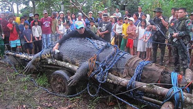 Riesen-Krokodil auf Philippinen gefangen