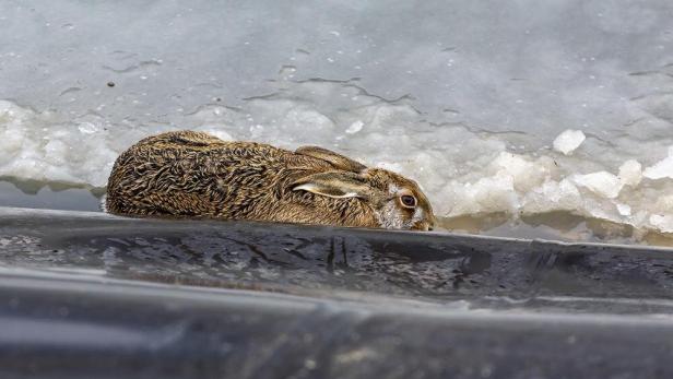 Feuerwehr Krems rettete Hasen aus zugefrorenem Wasserbecken
