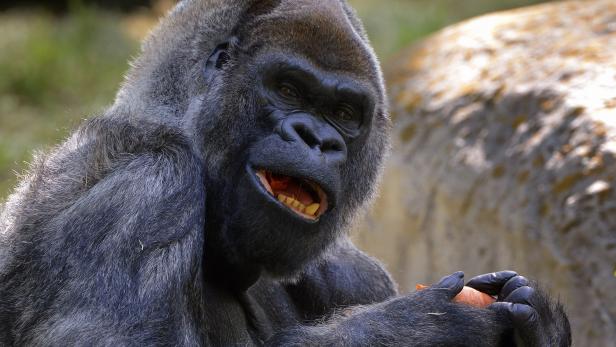 Oldest male gorilla died