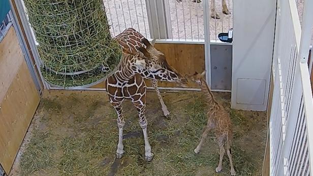 Giraffen-Nachwuchs im Tiergarten Schönbrunn