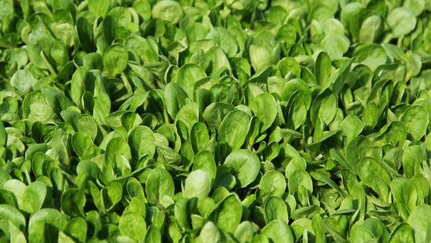 Ein Feld voller frischem, grünem Feldsalat.