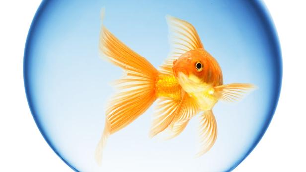 Warum Goldfische nicht im Kugelglas gehalten werden dürfen