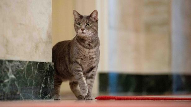 Biden familys new pet cat Willow is seen at the White House in Washington