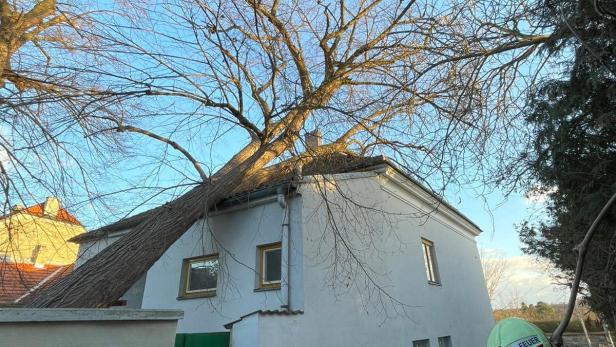 Baum stürzte auf Wohnhaus in Langenlois