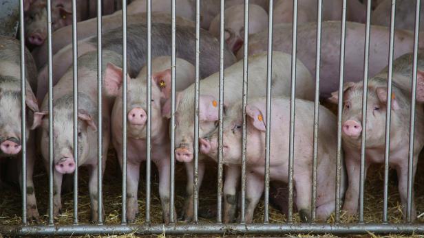 Burgenland will Vollspaltenböden in der Schweinhaltung verbieten