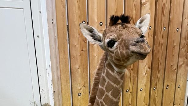 Schönbrunner Giraffen-Mädchen wird nicht von Mutter gesäugt