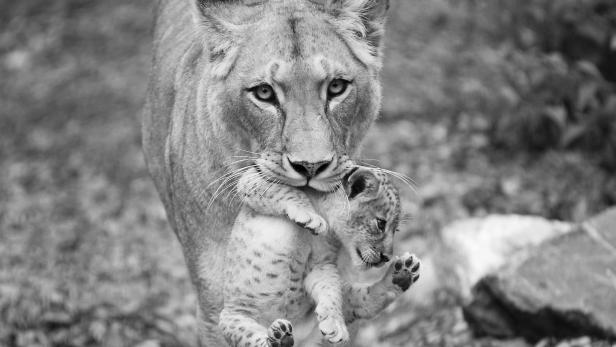 Löwen-Weibchen im Tiergarten Schönbrunn eingeschläfert